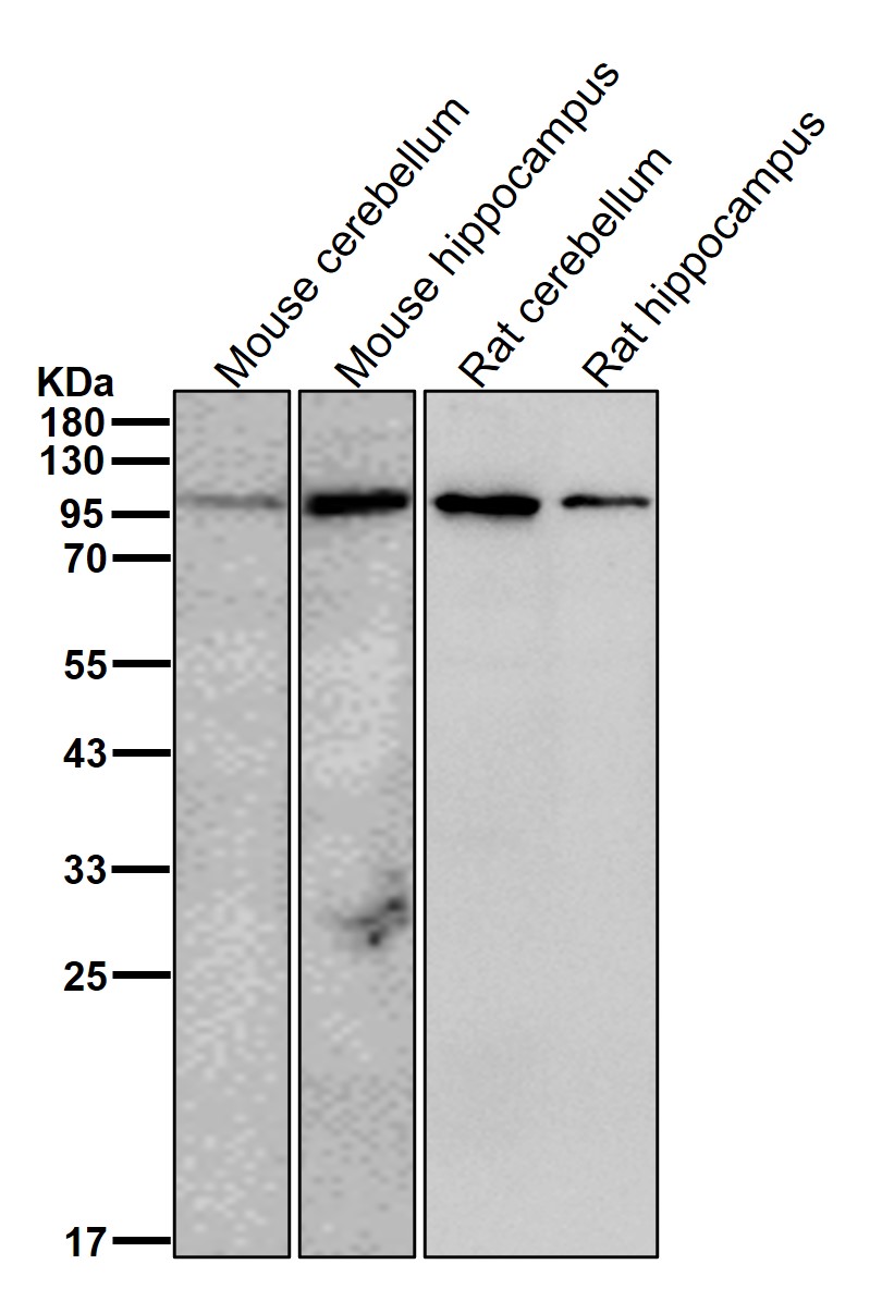 Dynamin 1 Ab