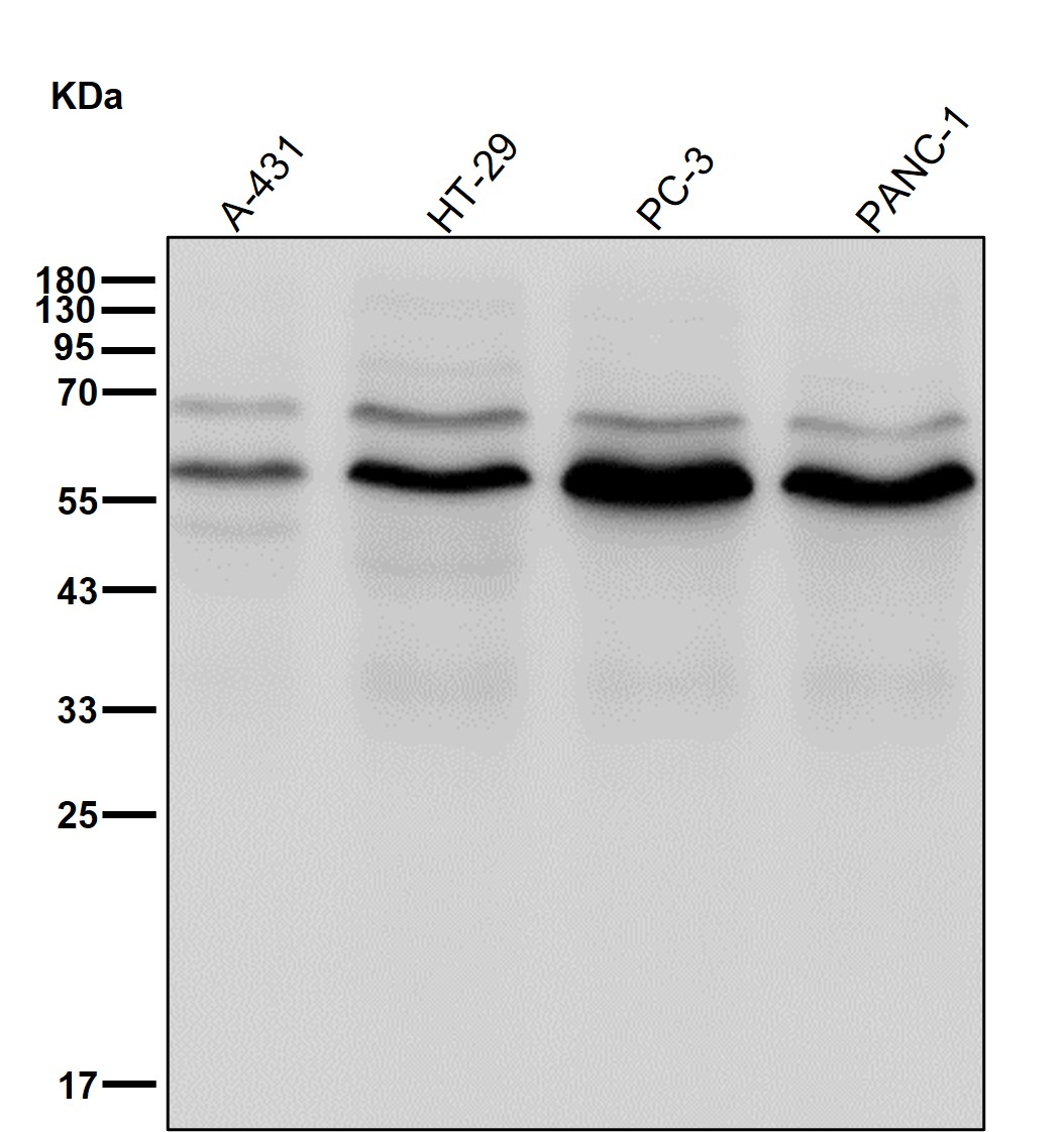 GOPC Ab