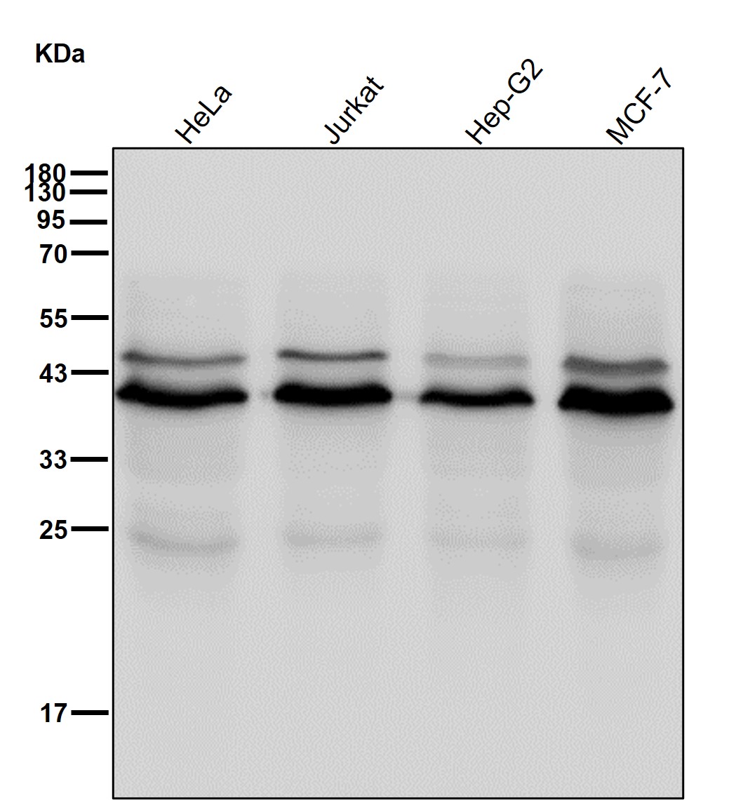 GOPC Ab