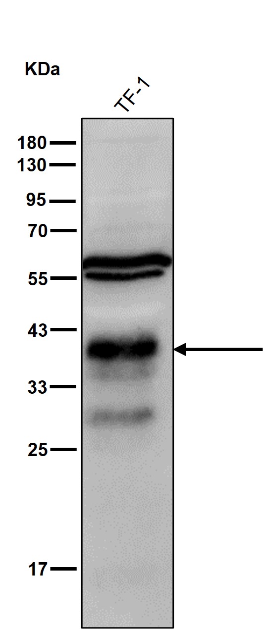 Glycophorin C Ab