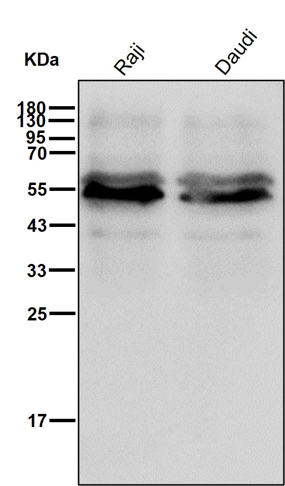 LSP1 Ab