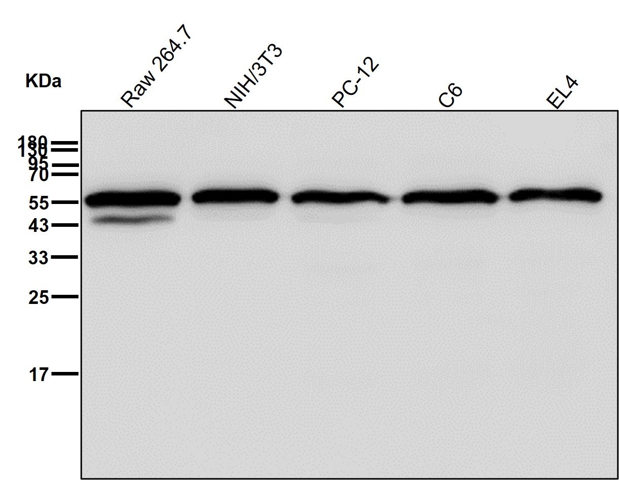 Calreticulin Ab