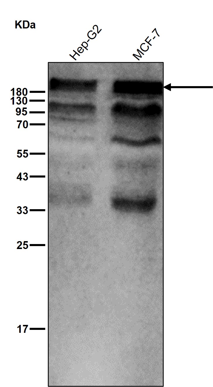 POLR2A Ab