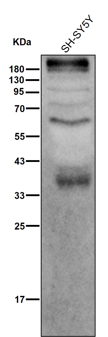 POLR2A Ab