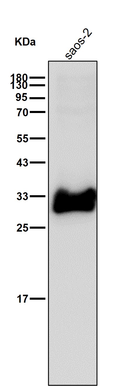 CDK4 Ab