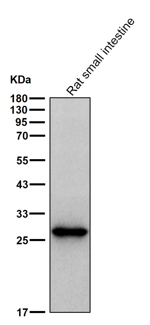 CDK4 Ab