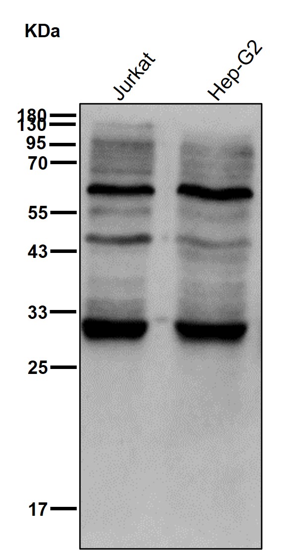 CDK4 Ab