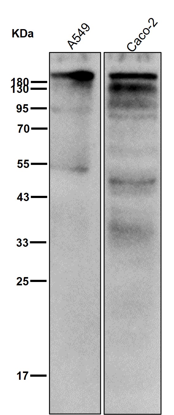 CEACAM1 Ab