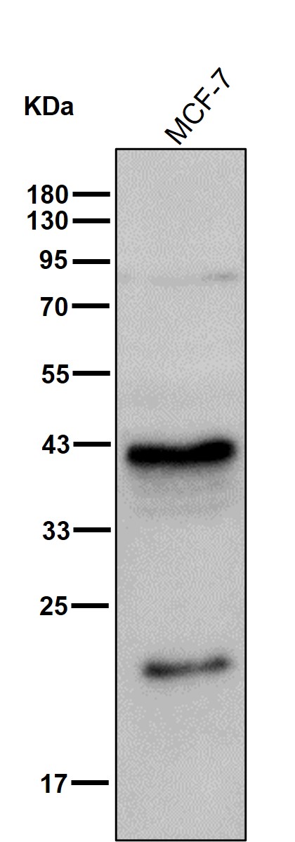 p-Nucleophosmin (T95) Ab