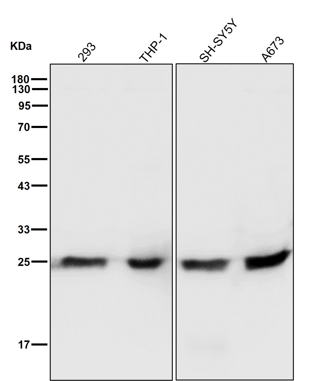 PSMA2 Ab