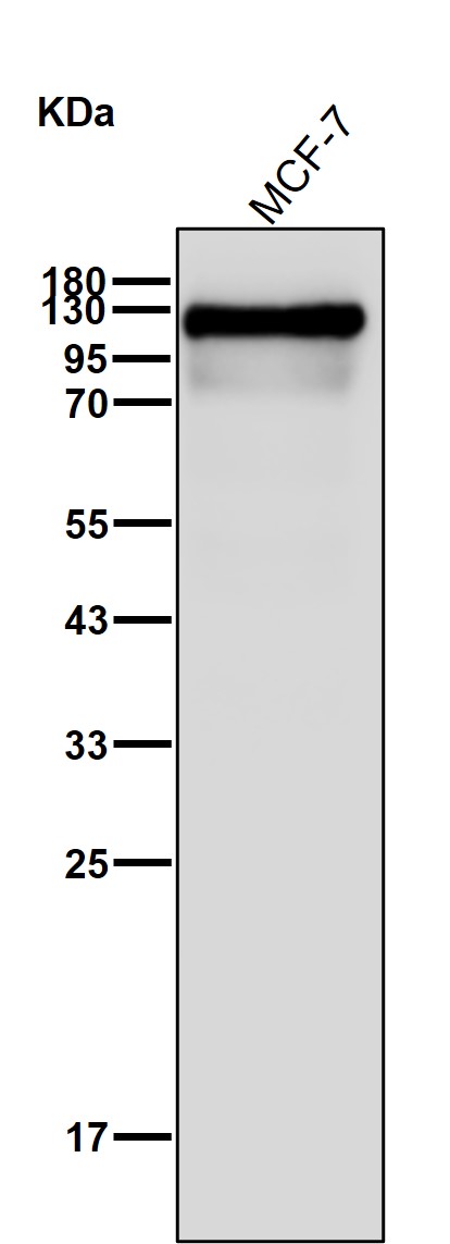 TIF1 beta Ab