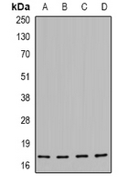 p-Hsp20 (S16) Ab