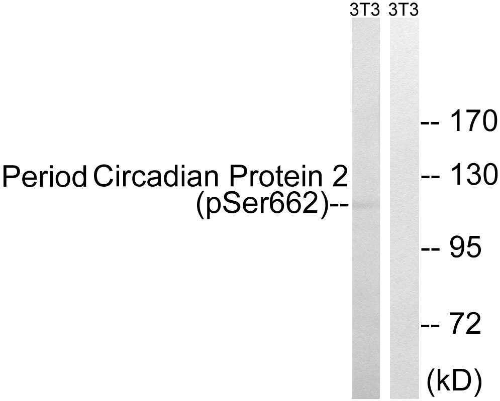 p-PER2 (S662) Ab