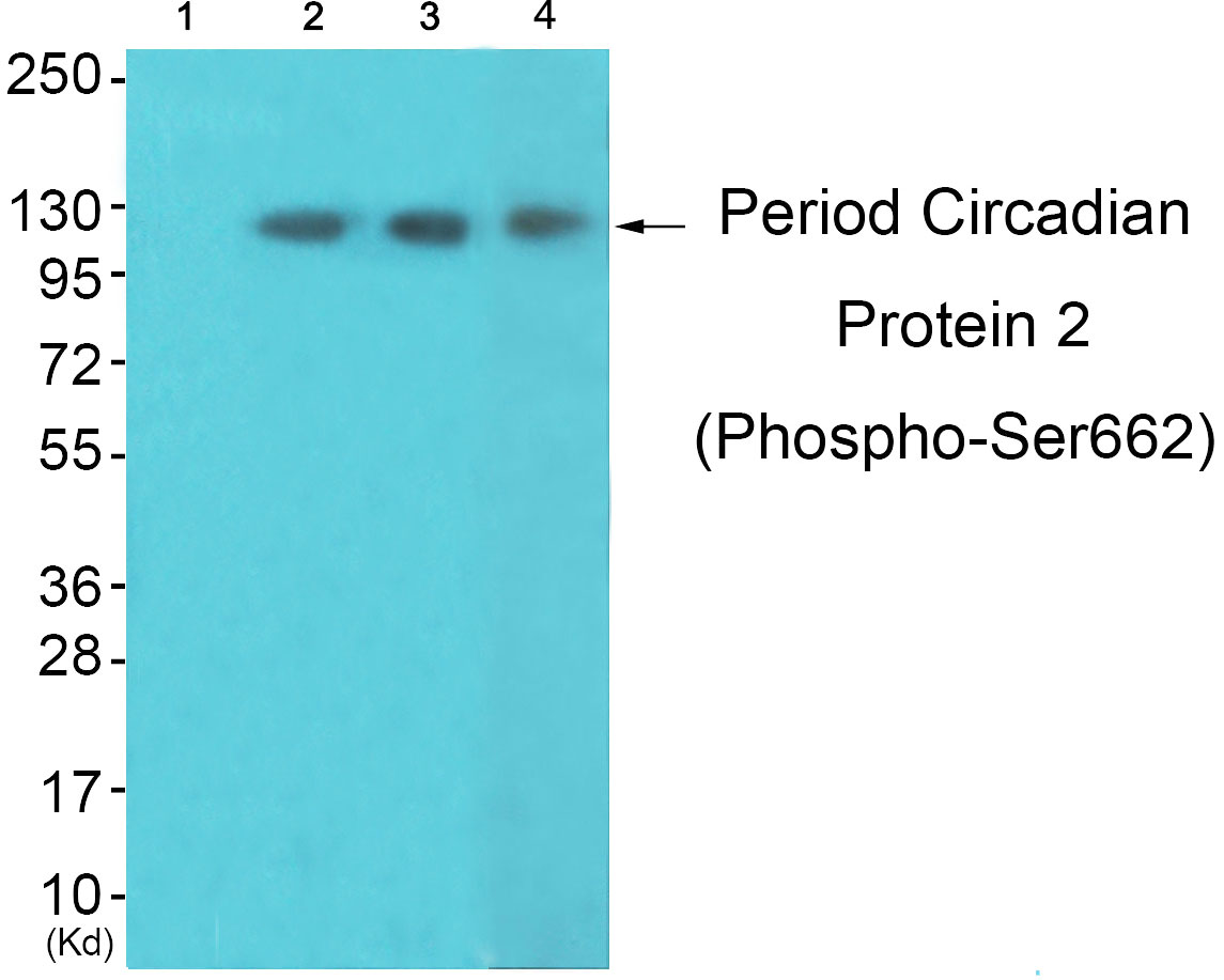 p-PER2 (S662) Ab