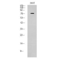 p-p73 (T86) Ab