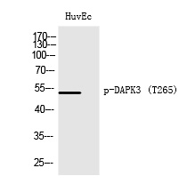 p-DAP kinase 3 (T265) Ab