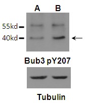 p-BUB3 (Y207) Ab