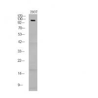 p-NFAT2 (S172) Ab