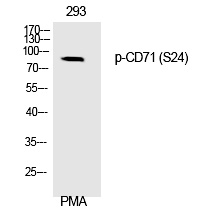 p-Transferrin receptor (S24) Ab