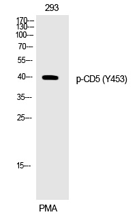 p-CD5 (Y453) Ab