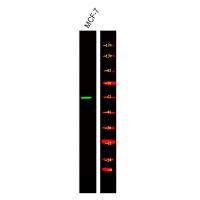 p-Retinoic acid receptor alpha (S96) Ab