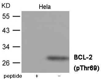 p-Bcl 2 (T69) Ab