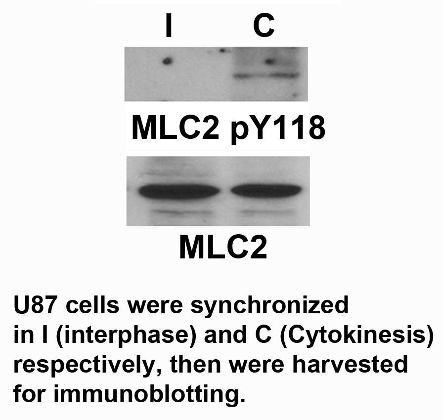 p-Myosin light chain 2 (Y118) Ab