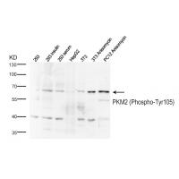 p-PKM (Y105) Ab