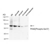 p-PKM (S37) Ab