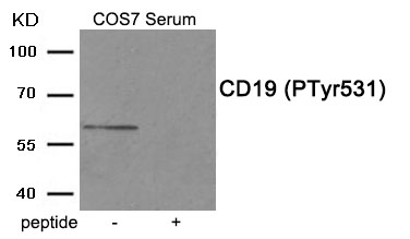 p-CD19 (Y531) Ab