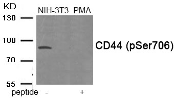 p-CD44 (S706) Ab