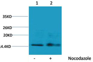 p-Histone H1.2 (S1) Ab