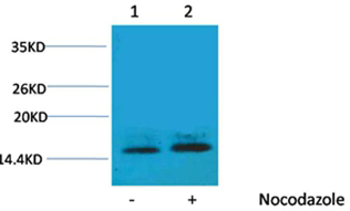 p-Histone H1.2 (T3) Ab