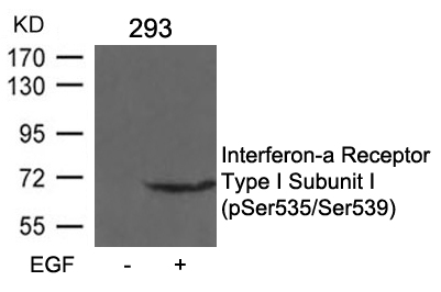 p-IFN alpha/beta receptor 1 (S535/S539) Ab