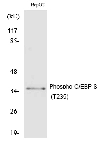 p-CEBP beta (T235) Ab