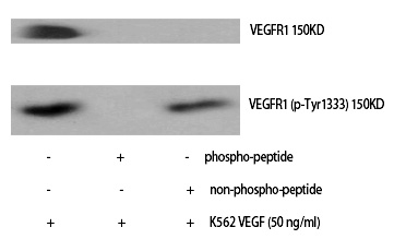 p-VEGF Receptor 1 (Y1333) Ab