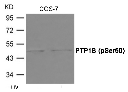 p-PTPN1 (S50) Ab