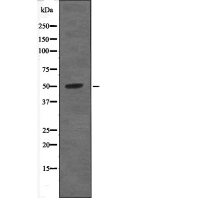 p-PTPN1 (Y66) Ab