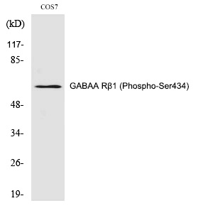 p-GABRB1 (S434) Ab