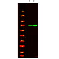 p-XRCC1 (T284) Ab