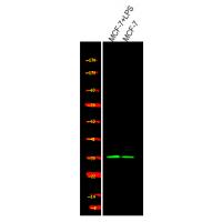 p-Cyclin D1 (S90) Ab