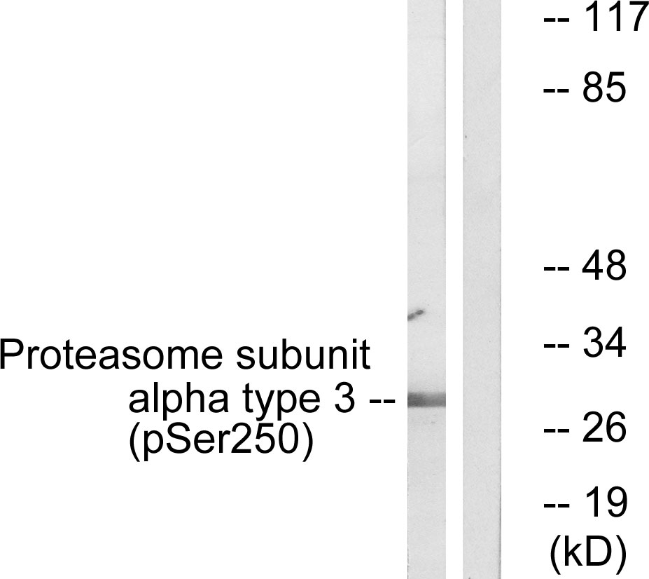 p-PSMA3 (S250) Ab