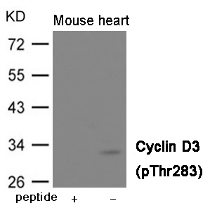 p-Cyclin D3 (T283) Ab