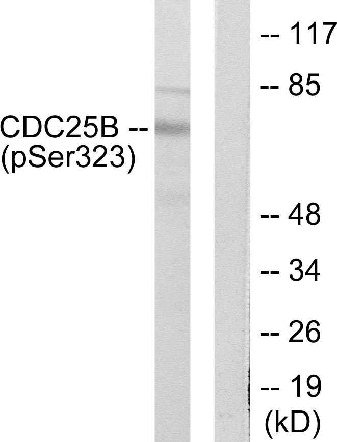 p-CDC25B (S323) Ab