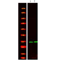 p-14-3-3 sigma (S186) Ab