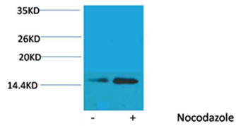 p-Histone H2B (S32) Ab