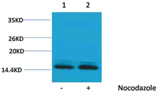 p-Histone H2B (S14) Ab