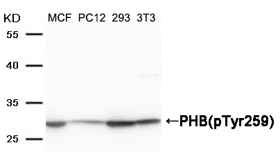 p-PHB1 (Y259) Ab