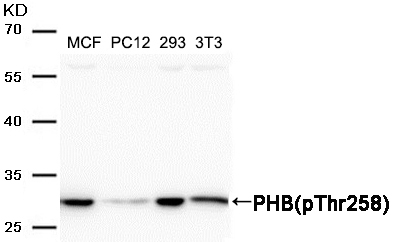 p-PHB1 (T258) Ab