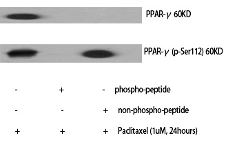 p-PPAR gamma (S112) Ab